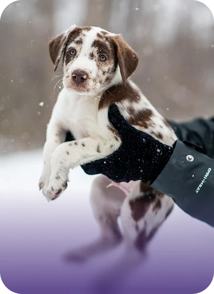 How to Spot Fading Puppy Syndrome