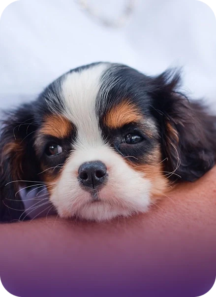 Why DHA Matters for Early Puppy Development