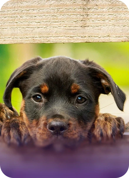 Step-by-Step: Preparing a Whelping Kit